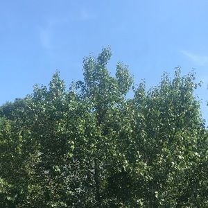 Meet your Posher, Sarria